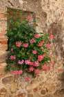 Italy-Tuscany Pink ivy geraniums blooming in a window in Tuscany Art Print